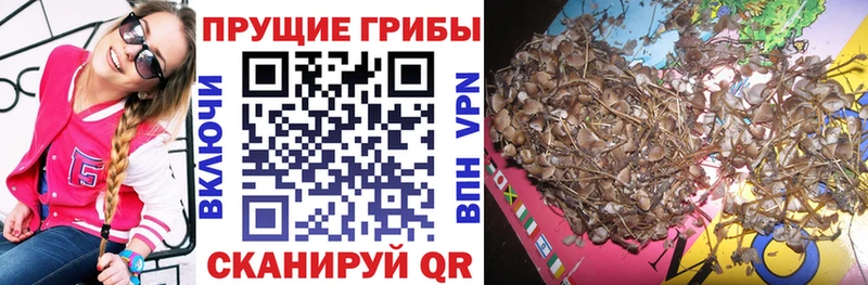 Купить где  Михайлов  Псилоцибиновые грибы прущие грибы 